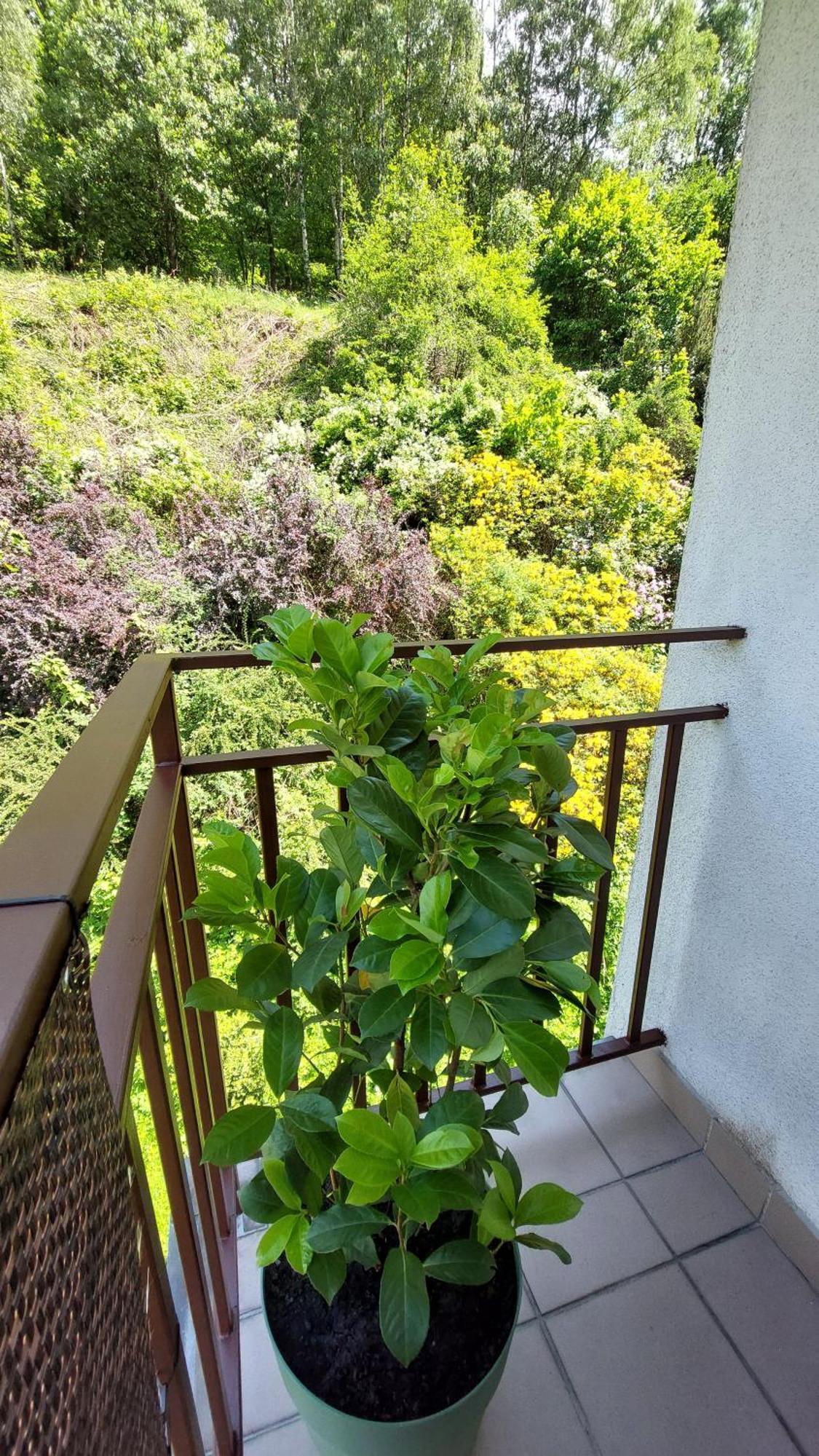 Apartament Miedzygorski Międzygórze Zewnętrze zdjęcie